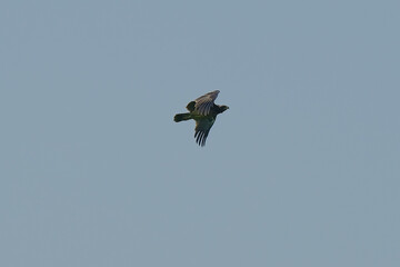 Greater Spotted Eagle
