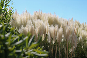 large group of pampa grass against blue sky