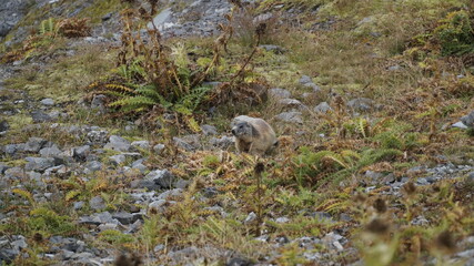 sheep in the mountains