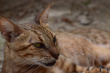 young adult cat. brown fur lays and rests outside, Kitten Front view of cute beautiful pet sleeping . animal outdoor nature background wallpaper photo
