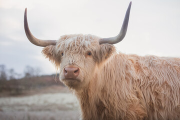 Close-up portrait of a white highland cow bull (bos taurus taurus) or hariy coo on a frosty, cold winter day in the Scottish Highlands, Scotland. - obrazy, fototapety, plakaty