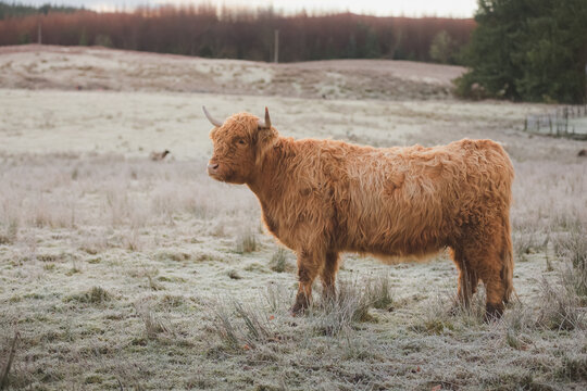 Portrait of a young highland cow bull (bos taurus taurus) or hariy coo on a frosty, cold winter day in the Scottish Highlands, Scotland.