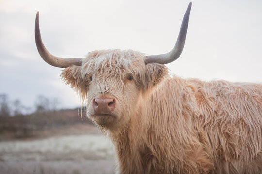Close-up portrait of a white highland cow bull (bos taurus taurus) or hariy coo on a frosty, cold winter day in the Scottish Highlands, Scotland.