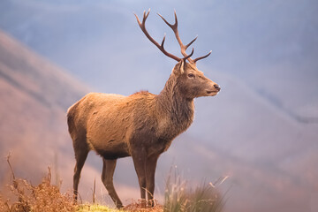 Wildlife portrait of a Scottish Red Deer (Cervus elaphus scoticus) stag in the mountain countryside of Glen Etive in the Scottish Highlands, Scotland.