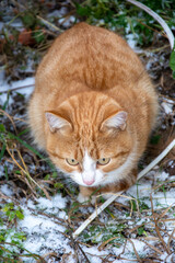 Cute pet close up. Ginger tabby kitten walks on the street. First snow on the green grass.