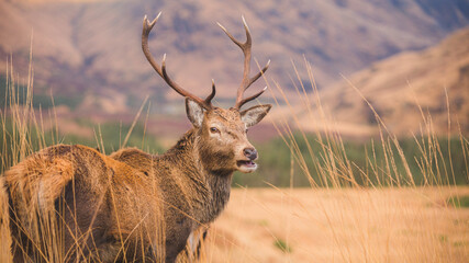 A Scottish Red Deer (Cervus elaphus scoticus) stag with a funny expression in the mountain countryside of Glen Etive in the Scottish Highlands, Scotland.