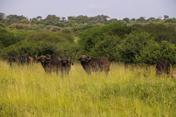 Fototapeta premium Buffalo wildebeest in serengeti national park on safari