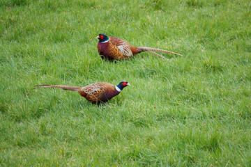 male cock pheasants feeding in the early spring grass 