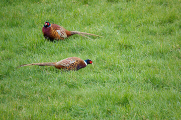 male cock pheasants feeding in the early spring grass 