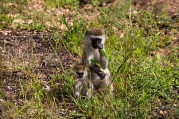 Small Vervet monkeys on safari 