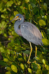 Tricolored Heron in red mangrove, J. N. Ding Darling National Wildlife Refuge, Sanibel Island, Florida. Egretta tricolor