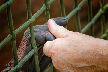 Center for Great Apes, Wauchula, Florida.