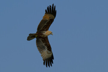 Brahminy Kite