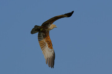 Brahminy Kite