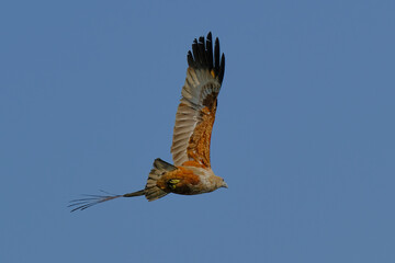 Brahminy Kite