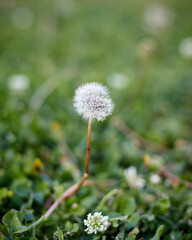 lonely flower dandelion bud in the park in the forest blurred background