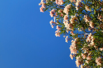 Pastel pink oleander flowers in a garden. Selective focus.