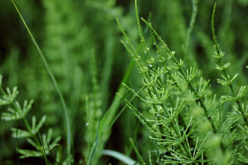 Wild grass with horsetail macro backdrop texture, closeup, copy space, environmental and  wild nature wallpaper concept
