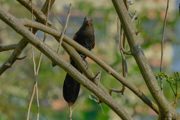 Greater Coucal