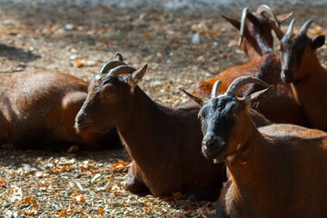 Goat livestock farm animal farming. Grass mammal.