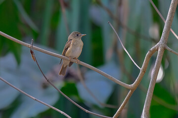 Brown-Breasted Flycatcher