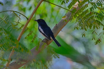 Oriental Magpie Robin