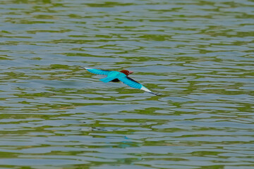White-throated Kingfisher