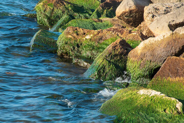 Green algae growing on large beach rocks with blue lake water