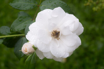 white rose