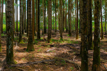 Forest of trees with dirt floor in the morning