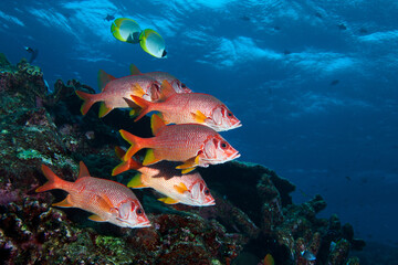 School of long-jawed squirrelfish (sargocentron spiniferum) hovering over the reef in Layang Layang, Malaysia