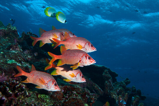 School of long-jawed squirrelfish (sargocentron spiniferum) hovering over the reef in Layang Layang, Malaysia
