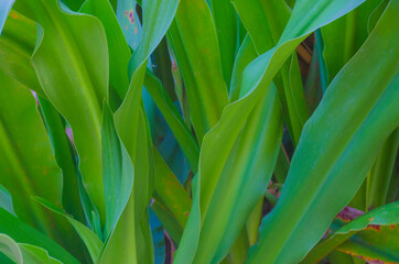 Obraz premium USA, Florida. Tropical foliage detail.