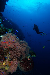 Fototapeta na wymiar Tropical reef scene with a red sea fan and a scuba diver in the background, Layang Layang, Malaysia