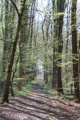 Forest in northern Germany / Wald in Norddeutschland