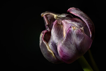 Tulips against a black background in studio.