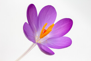 Fototapeta na wymiar Closeup image of a Crocus tommasinianus against a white background