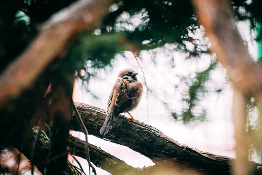 sparrow bird on branch