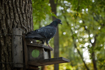 pigeon bird sitting on a stick house birdhouse bird feeder blurred background