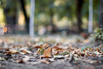 fall autumn leaves dry on the ground in the park in the forest blurred background