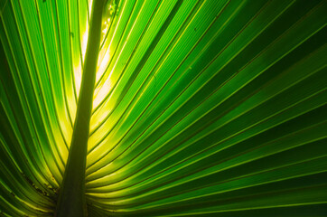Fototapeta premium USA, Florida. Backlit palm frond.