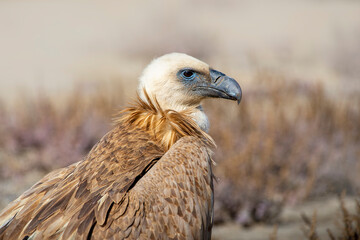 portrait of a griffon vulture