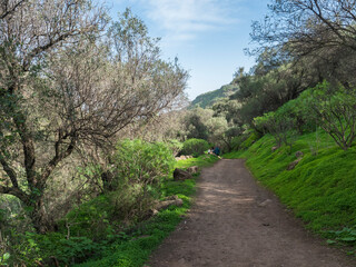 Footpath through Lush landscape of Barranco de los Cernicalos with man hiker figure in the distance. Gran Canaria, Canary Islands, Spain
