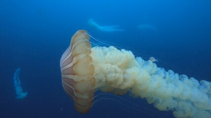 jellyfish in aquarium