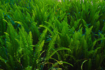 USA, Florida. Ferns.