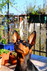 German Pinscher in sunlight / Deutscher Pinscher im Sonnenlicht