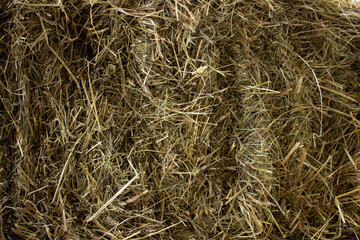 grass background