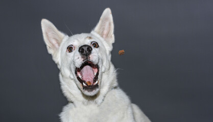 Hund Fängt leckerli im luft