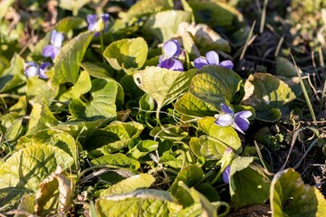 Small bushes of wild viola with lilac-white flowers in early spring