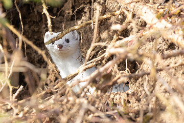 Hermelin im Revier - Jagd
